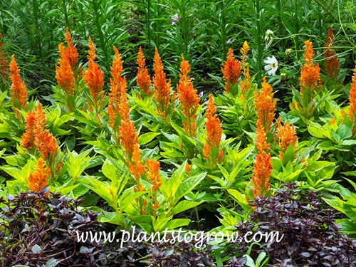 Celosia Fresh Look Orange is a plume type flowering Celosia.